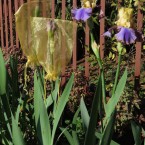 Bearded Irises - protection against early season bird attacks - chiffon bags  (2)